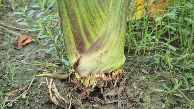Latiraj Taro Stolon Emergence Close Up Taro Plant Early Growth Stage Video