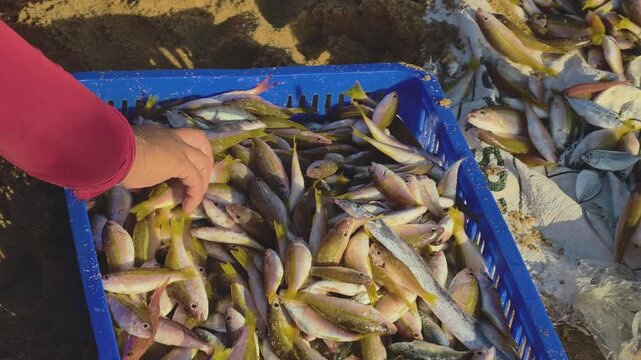 Local vendor showcasing fresh goatfish to travelers under morning sunlight at an early morning beach market  in Central Vietnam