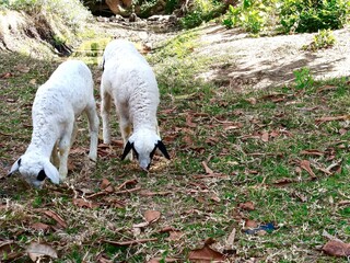A cute white lamb with black patches on its head and back is grazing on the green grass. © Heri