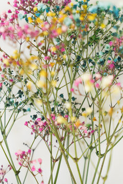 Colorful Dried Gypsophila Flowers Arrangement Close Up Abstract Floral Pattern