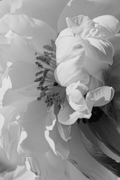 Black And White Of Delicate Blooming Peony Petals And Stamens