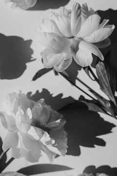Black And White Overhead View Of Blooming Peony Flowers Casting Deep Sun Shadows