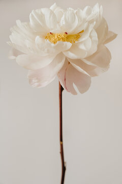 Vertical Minimalist Portrait Of Fresh White Peony Blooming Flower