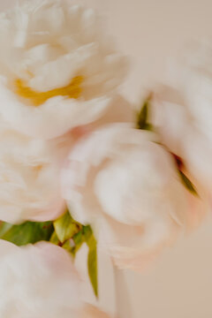 Dreamy Motion Blur View Of Blooming Off-White And Light Pink Peonies