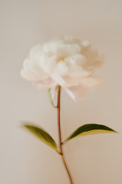 Single Fresh White Peony Flower On Dark Stem Over Off White Background