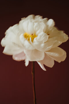 Soft Focus Abstract Fine Art Photo Of White Peony Flower On Dark Red Wall