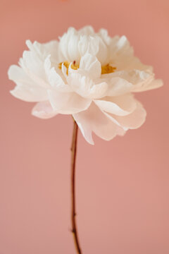 Single Fresh White Peony Flower Standing On Long Stem