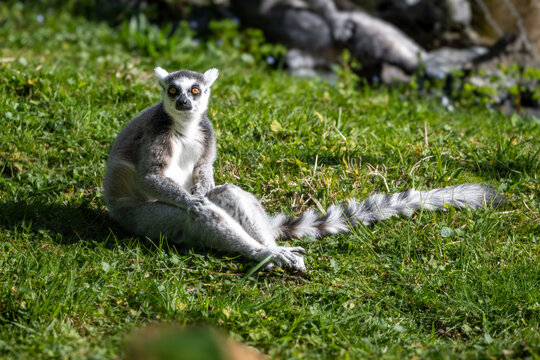 ring tailed lemur