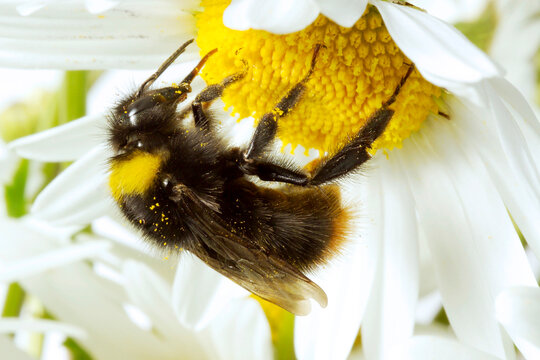 Bumble-bee (Bombus) on flower, close-up