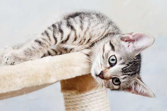 Domestic cat, kitten lying on cat tree