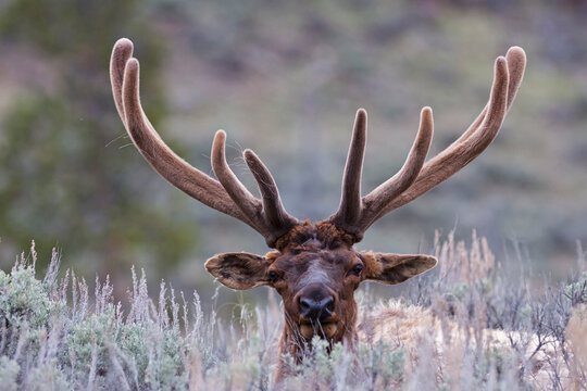 USA, Yellowstone Park, Elk (Cervus canadensis) lying in field