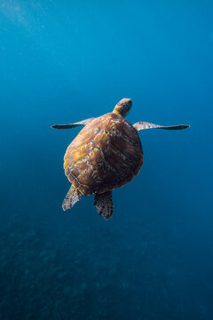 Sea turtle in blue ocean. Turtle swims underwater