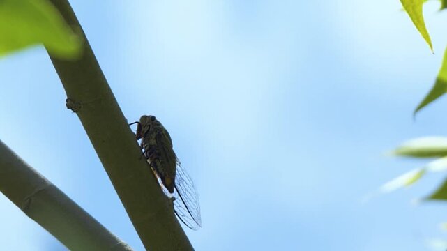 Cicada on Tree Branch Against Blue Sky in Summer