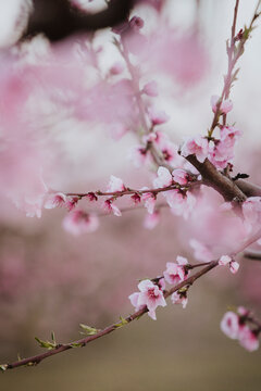 Delicate pink peach blossom blooms on a branch in spring