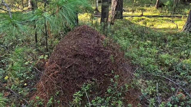 Large anthill rises on the forest floor among trees and woodland vegetation, wild insect habitat, forest ecosystem, natural architecture, biodiversity