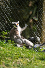 Obraz premium ring tailed lemur