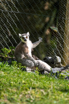 ring tailed lemur