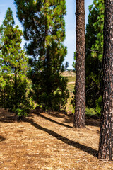 Paisaje en un área recreativa de Gran Canaria. © CarlosHerreros