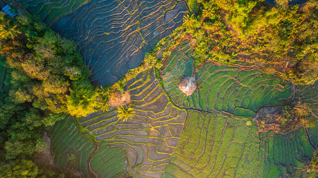 Aerial view of lush green rice terraces surrounded by tropical trees and illuminated by warm golden hour light in Bajawa, Nusa Tenggara Timur, Indonesia.