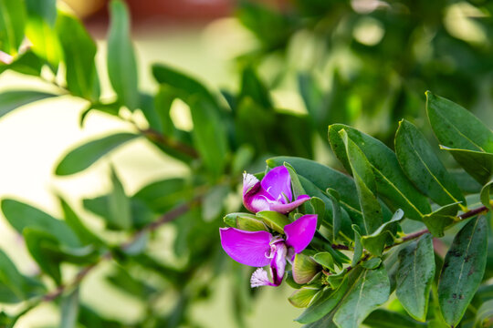 Polygala myrtifolia pertenece a la familia Polygalaceae.