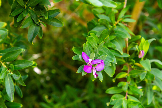 Polygala myrtifolia pertenece a la familia Polygalaceae.