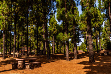 Paisaje en un área recreativa de Gran Canaria. © CarlosHerreros