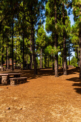 Paisaje en un área recreativa de Gran Canaria. © CarlosHerreros