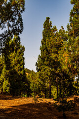 Paisaje en un área recreativa de Gran Canaria. © CarlosHerreros