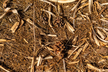 Piña en el suelo de un área recreativa. © CarlosHerreros