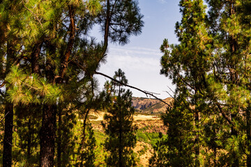 Paisaje en un área recreativa de Gran Canaria. © CarlosHerreros