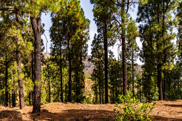 Paisaje en un área recreativa de Gran Canaria. © CarlosHerreros