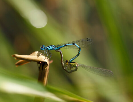 Germany, Bavaria, Common blue damselfly on twig, close up