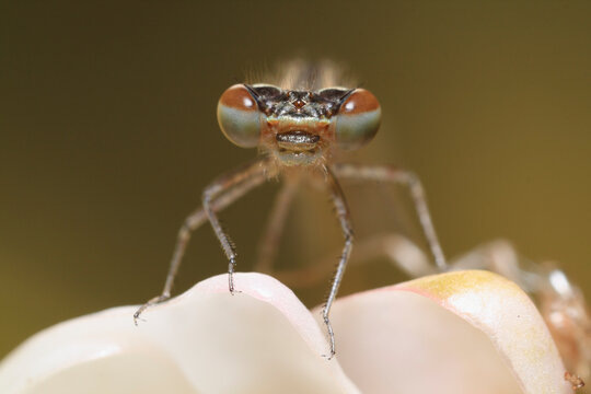 Germany, Bavaria, Azure damselfly, close up