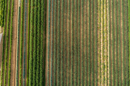 Aerial view of rows of green crops in a farm field with soil patterns and irrigation lines in Dubai, Dubai, United Arab Emirates.