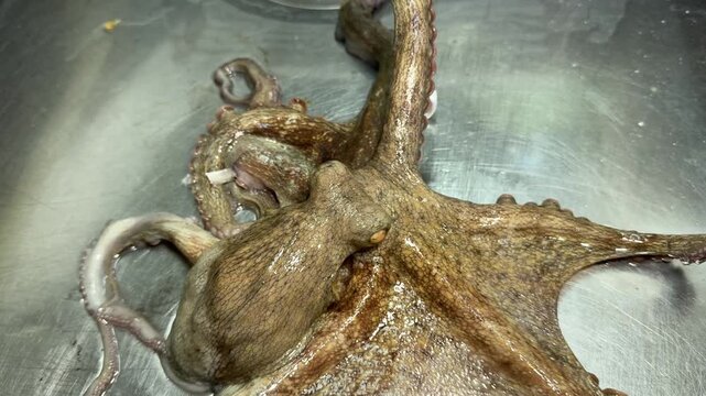Octopus Alive and Moving on a Steel Kitchen Table: Japanese Seafood Culture at an Izakaya (Tako)
