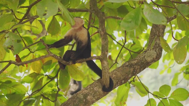 White faced capuchin monkey perches on a tree branch surrounded by lush green leaves in a jungle setting.