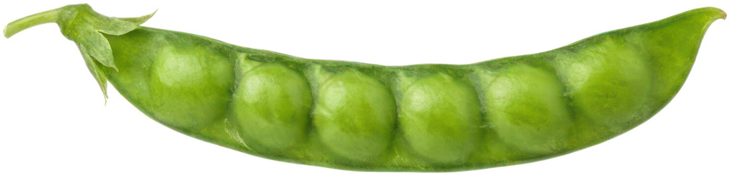 Fresh open green pea pod showing interior seeds.