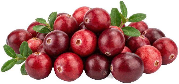 Fresh red cranberries with green leaves on black.