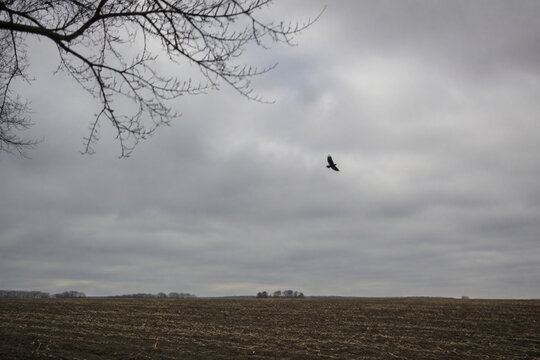 Black crow flying over empty plowed field under overcast sky, omen and augury concept