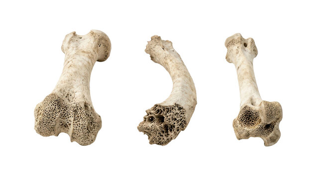 Animal Bone Fragments