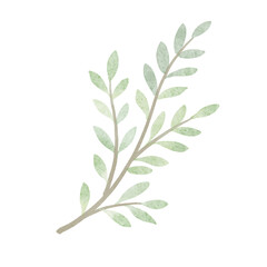 Fototapeta premium Hand Painted Green Leaf Branch Botanical Illustration 