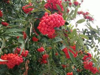 The real rowan berries on the branch are already ripe © Валентина Деревінськ
