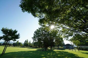Obraz premium Sun Rays Shining Through Tree Leaves in a Park
