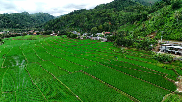 Aerial view of lush green rice terraces nestled in the hills of Palabuhanratu, West Java, Indonesia.