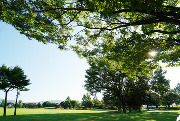 Obraz premium Sun Rays Shining Through Tree Leaves in a Park