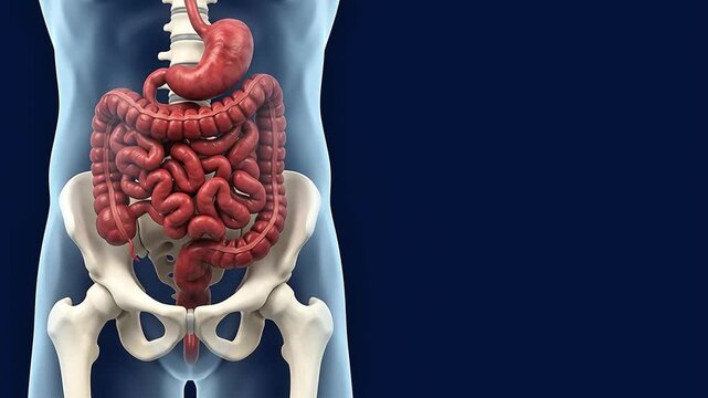 3D Medical Illustration of Small and Large Intestines Anatomy on Dark background with copy space