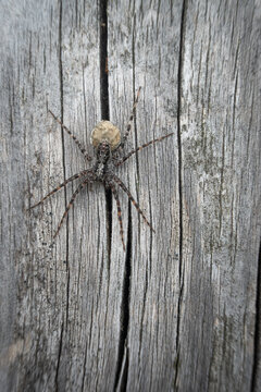 Female wolf spider carrying an egg sac on a weathered rustic wooden plank