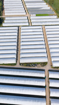 Aerial view of a large agricultural greenhouse complex with rows of arched structures for modern crop production in San Giuliano Milanese, Lombardy, Italy.