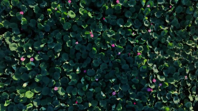 aerial view of green lotus leaves and pink flowers in a pond