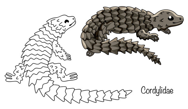 Cordylidae